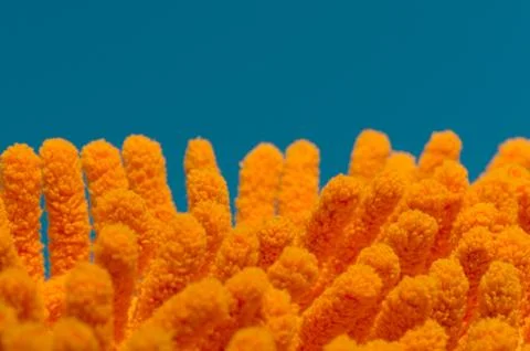 Mop head for mop Foto stock