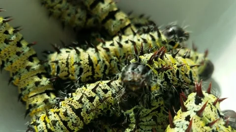Mopane Worms are a important source of protein for many living in Africa. Stock-Footage 148129857