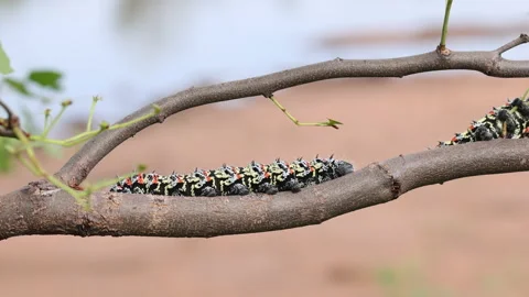 Mopani worm caterpillar crawling Stock-Footage 236573542