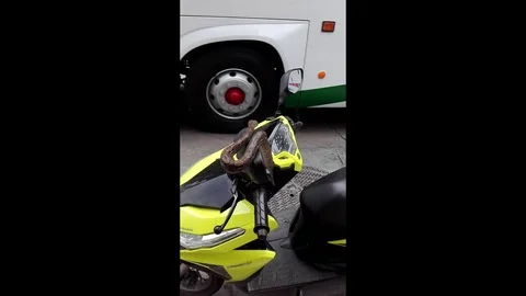 Moped rider finds a python slithering across his handle bars Stockbeeldmateriaal 106313326