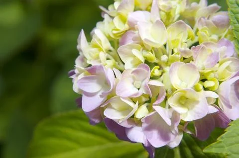Mophead Hydrangea blooms Stock Photos
