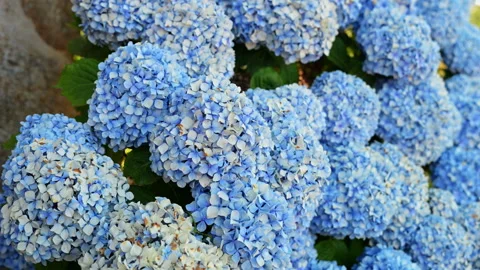 Mophead Hydrangea Floral Clusters Light Blue Petals Commercial Agriculture Stock Footage 338038364