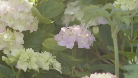 Mophead hydrangea flower and leaves 4K slomo video Stock Footage 265927946