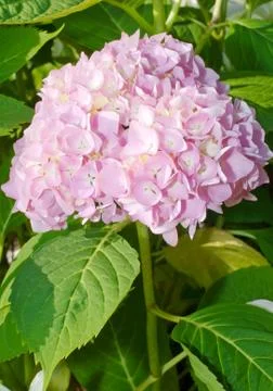Mophead Hydrangea flower Stock Photos