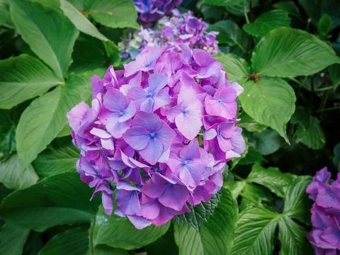 Mophead Hydrangea Macrophylla flowers Stock Photos