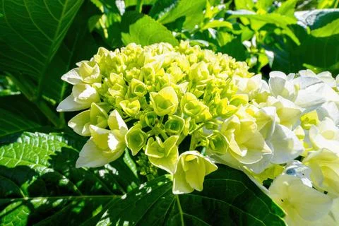 Mophead Hydrangea Macrophylla flowers Stock Photos