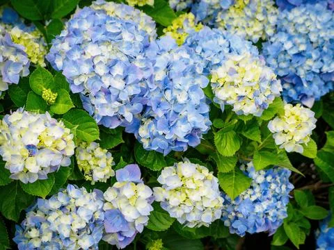 Mophead Hydrangea Macrophylla flowers Stock Photos
