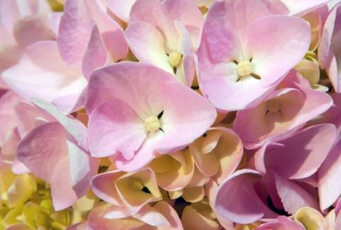 Mophead Hydrangea Stock Photos