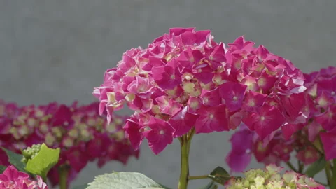 Mophead hydrangea plant inflorescence 4K close-up footage Stock Footage 252399778