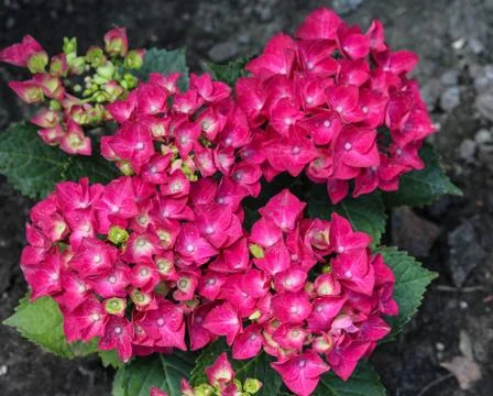 Mopheads hydrangea (Hydrangea macrophylla) blooming, common names include Com Stock Photos