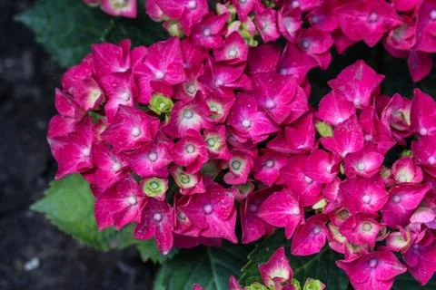 Mopheads hydrangea (Hydrangea macrophylla) blooming, common names include Com Stock Photos
