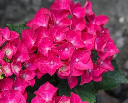 Mopheads hydrangea (Hydrangea macrophylla) blooming, common names include Com Stock Photos