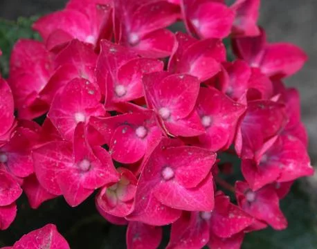 Mopheads hydrangea (Hydrangea macrophylla) blooming, common names include Com Stock Photos