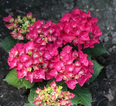 Mopheads hydrangea (Hydrangea macrophylla) blooming, common names include Com Stock Photos