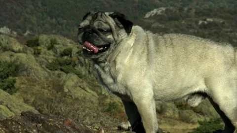 Mops breathing Stock Footage 83276802