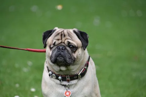 Mops mit Schönheitsfehler Mops mit Schönheitsfehler Copyright: xZoonar.com. Stock Photos