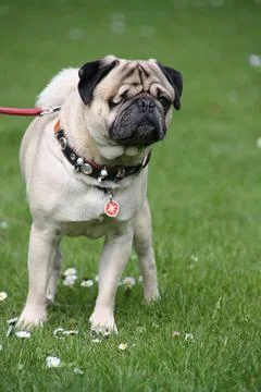 Mops mit Schönheitsfehler Mops mit Schönheitsfehler Copyright: xZoonar.com. Fotos Stock