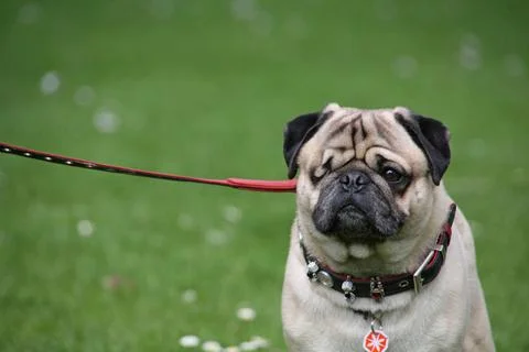 Mops mit Schönheitsfehler Mops mit Schönheitsfehler Copyright: xZoonar.com. Fotos Stock