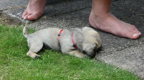 Mops puppy digging Video stock 40274892