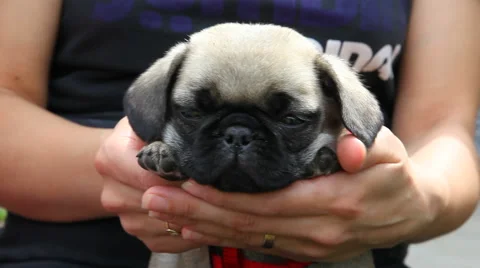 Mops puppy relaxing Video stock 40283143