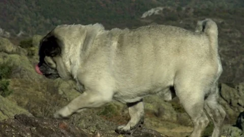 Mops-shaking Stock Footage 83276814