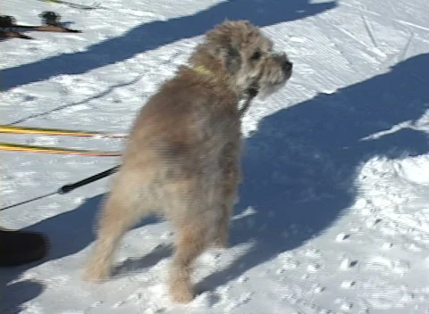 Mora Vasaloppet 12 Stock Footage 295818367