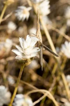 Morabine grasshopper Stock Photos