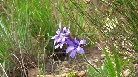 Moraea flowers Stock Footage 322732837