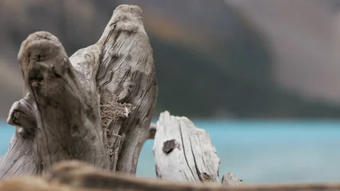 Moraine Lake Tree Close Up Petrefied wood Stock Footage 222973459