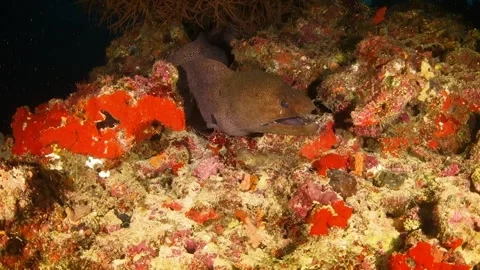 Moral eel at night, resting among rocks and coral Stock Footage 130240055