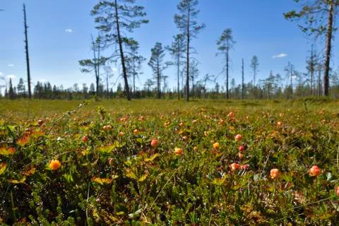 Morass with cloudberrys Stock Photos