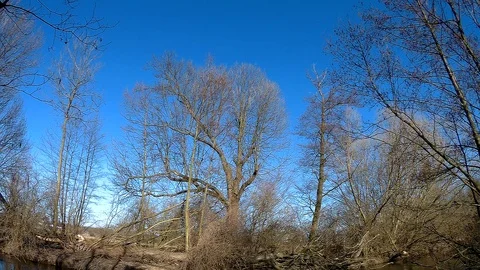 Morava river jungle 1 Stock Footage 87470507