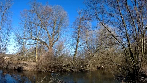 Morava river jungle 2 Stock Footage 87470571