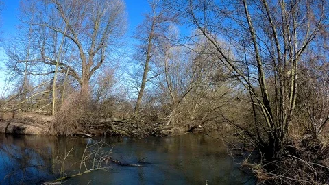 Morava river jungle 3 Stock Footage 87470704