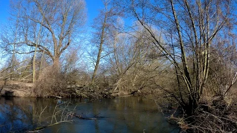 Morava river jungle 4 Stock Footage 87470931