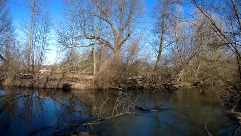 Morava river jungle Stock Footage 87470640