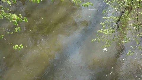 Morava river - water flow with springs tree and shadows Stock Footage 74499229