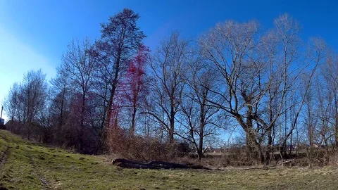 Morava riverside 1 Stock Footage 87470897