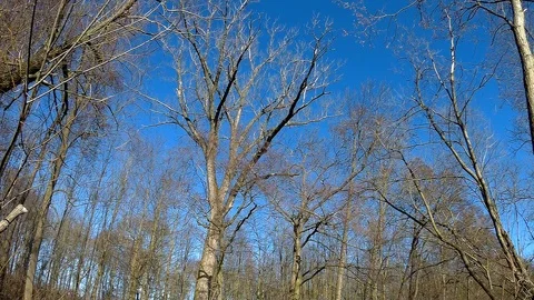 Morava tree 1 Stock Footage 87470968