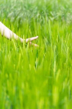 Moravian fields Stock Photos