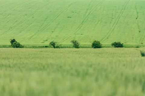 Moravian fields Stock Photos