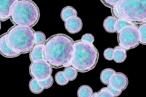 Moraxella catarrhalis bacteria Stock Illustration