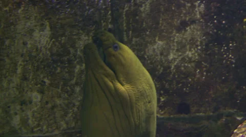 Moray 02 Video stock 25855370