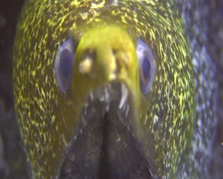 Moray 3 closeup Stock Footage 30063419