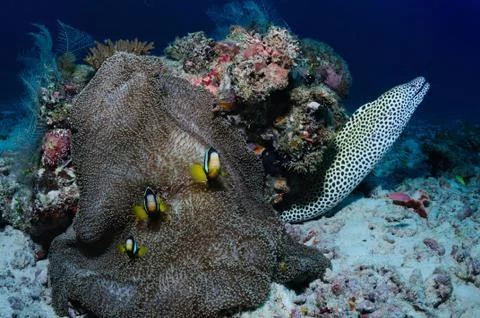 Moray and frog fish Stock Photos