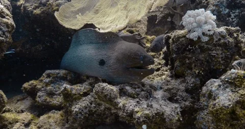 Moray and other fish of the Indian ocean near the corals. Video stock 256321069
