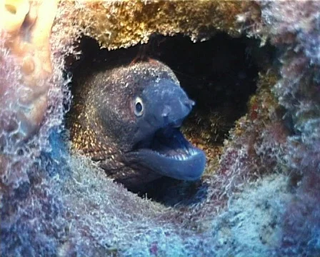 Moray and Prown (D092) 動画素材 146085