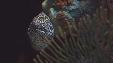Moray Black Spotted Eel at Rest in a Coral Cave. Stock-Footage 46231188