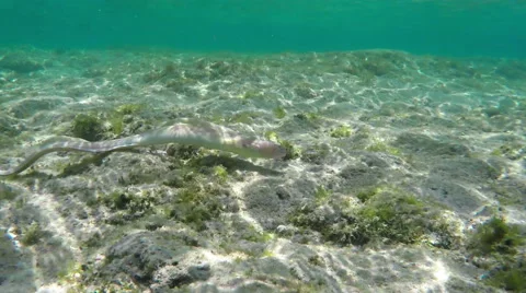 Moray on bottom of Red sea Stock Footage 65317720