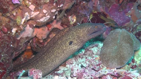 Moray clean Stock Footage 183779204